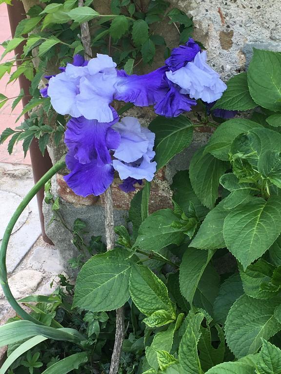 فيتشو Il Mugello B&B المظهر الخارجي الصورة